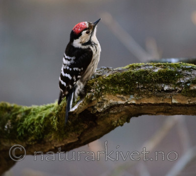 BB 05 0080 / Dendrocopos minor / Dvergspett